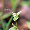 산여뀌(Persicaria nepalensis (Meisn.) H.Gross) : 추풍
