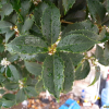 구골나무(Osmanthus heterophyllus (G.Don) P.S.Green) : 塞翁之馬
