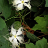 하늘타리(Trichosanthes kirilowii Maxim.) : 설뫼*