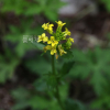 나도냉이(Barbarea orthoceras Ledeb.) : 꽃사랑