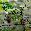 왕초피나무(Zanthoxylum simulans Hance) : kplant1