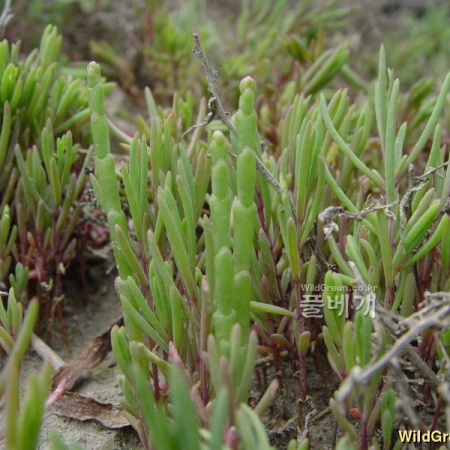 퉁퉁마디(Salicornia perennans Willd.) : 통통배