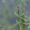 물꼬리풀(Pogostemon stellatus (Lour.) Kuntze) : 곰배령