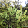 애기일엽초(Lepisorus onoei (Franch. & Sav.) Ching) : 무심거사