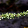 가시비름(Amaranthus spinosus L.) : 오솔