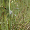 꼬리풀(Pseudolysimachion linariifolium (Pall. ex Link) Holub) : 별꽃