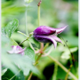 세잎종덩굴 : 꽃사랑한동구