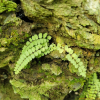 우드풀(Woodsia polystichoides D.C.Eaton) : 도리뫼