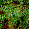 초피나무(Zanthoxylum piperitum (L.) DC.) : Hanultari