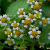 털별꽃아재비(Galinsoga quadriradiata Ruiz & Pav.) : 꽃사랑