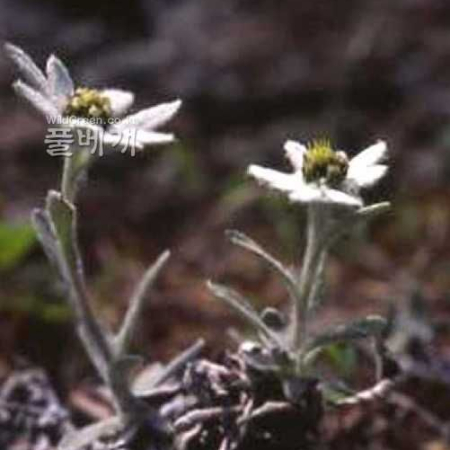 산솜다리(Leontopodium leiolepis Nakai) : kplant1