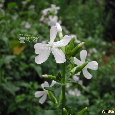 비누풀(Saponaria officinalis L.) : 벼루