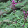 수염며느리밥풀(Melampyrum roseum var. japonicum Franch. & Sav.) : 통통배