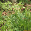 낚시사초(Carex filipes Franch. & Sav.) : 추풍