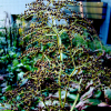도깨비부채(Rodgersia podophylla A.Gray) : 통통배
