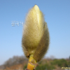 백목련(Magnolia denudata Desr.) : 현촌