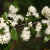 노린재나무(Symplocos sawafutagi Nagam.) : 꽃마리