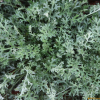 제충국(Tanacetum cinerariifolium (Trev.) Sch.Bip.) : 카르마