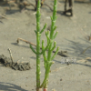 퉁퉁마디(Salicornia perennans Willd.) : 버들피리