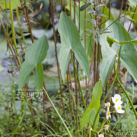 소귀나물(Sagittaria trifolia L. var. edulis (Siebold ex Miq.) Ohwi) : 카르마