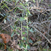 구절초(Dendranthema zawadskii (Herbich) Tzvelev var. latiloba (Maxim.) Kitam.) : 무심거사