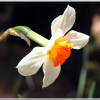 수선화(Narcissus tazetta var. chinensis Roem.) : 능선따라