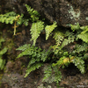 돌담고사리(Asplenium sarelii Hook.) : 도리뫼