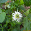 장딸기(Rubus hirsutus Thunb.) : 산들꽃