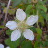 장딸기(Rubus hirsutus Thunb.) : 산들꽃