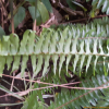 줄고사리(Nephrolepis cordifolia (L.) C.Presl) : 설뫼