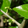 상산(Orixa japonica Thunb.) : 통통배