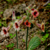지황(Rehmannia glutinosa (Gaertn.) Libosch. ex Steud.) : 산들꽃
