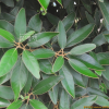 까마귀쪽나무(Litsea japonica (Thunb.) Juss.) : 설뫼