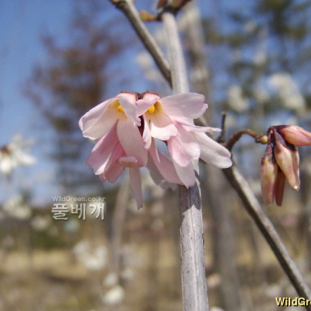 분홍미선나무(Abeliophyllum distichum f. lilacinum Nakai) : 塞翁之馬