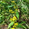 미역취(Solidago virgaurea L. subsp. asiatica (Nakai ex H.Hara) Kitam. ex H.Hara) : 塞翁之馬