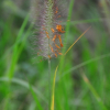 수크령(Pennisetum alopecuroides (L.) Spreng.) : 별꽃