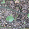 청사조(Berchemia racemosa Siebold & Zucc.) : 무심거사