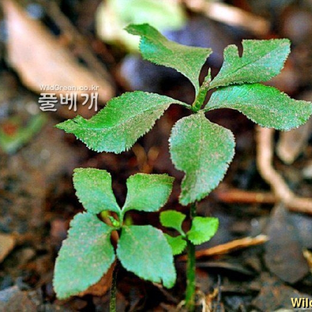 제주고사리삼(Mankyua chejuensis B.-Y.Sun) : 풀잎사랑