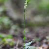 제주방울란(Habenaria crassilabia Kraenzl.) : 풀잎사랑