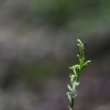 제주방울란(Habenaria crassilabia Kraenzl.) : 풀잎사랑