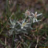 들떡쑥(Leontopodium leontopodioides (Willd.) Beauverd) : 별꽃