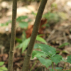 산닥나무(Wikstroemia trichotoma (Thunb.) Makino) : 설뫼