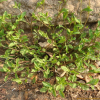 꽃받이(Bothriospermum zeylanicum (J.Jacq.) Druce) : 塞翁之馬