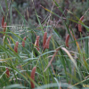꼬마부들(Typha laxmannii Lepech.) : 세임