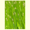 바늘사초(Carex onoei Franch. & Sav.) : 도리뫼