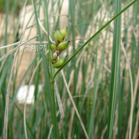 큰천일사초(Carex rugulosa K?k.) : 청암