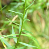 숫잔대(Lobelia sessilifolia Lamb.) : 벼루