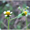 별꽃아재비(Galinsoga parviflora Cav.) : 산들꽃