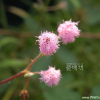 미모사(Mimosa pudica L.) : 초문동