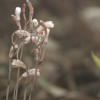 무엽란(Lecanorchis japonica Blume) : 벼루